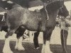 stallion Woodland Glenord (Clydesdale, 1972, from Bardrill Glenord)