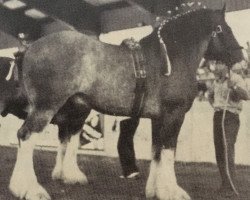 Deckhengst Woodland Glenord (Clydesdale, 1972, von Bardrill Glenord)