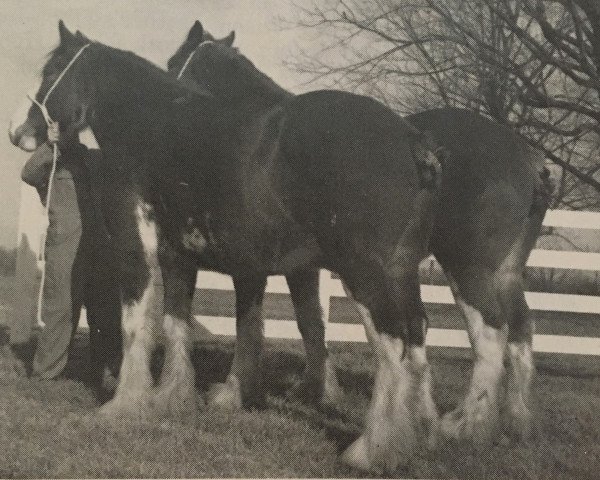 Zuchtstute Woodland Glenora (Clydesdale, 1977, von Bardrill Glenord)