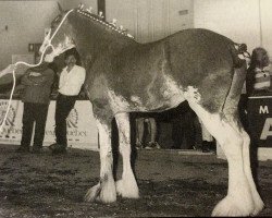 broodmare North River Ellie (Clydesdale, 1993, from Ogdensburg Teddy's Lad)