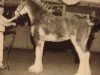 Deckhengst North River Lance (Clydesdale, 1999, von Ainville Freelance)