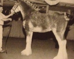 stallion North River Lance (Clydesdale, 1999, from Ainville Freelance)