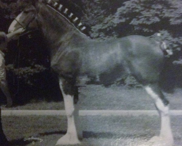 Zuchtstute N.D.F. Forest's Brody (Clydesdale, 2004, von Hatfield Hochtaler)