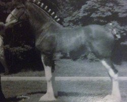 broodmare N.D.F. Forest's Brody (Clydesdale, 2004, from Hatfield Hochtaler)