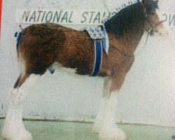 stallion Mollinhillhead Sensation (Clydesdale, 2001, from Collessie Cut Above)