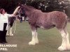 Zuchtstute Millhouse April (Clydesdale,  , von Greendykes Chancer)