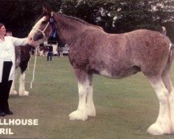 Zuchtstute Millhouse April (Clydesdale,  , von Greendykes Chancer)