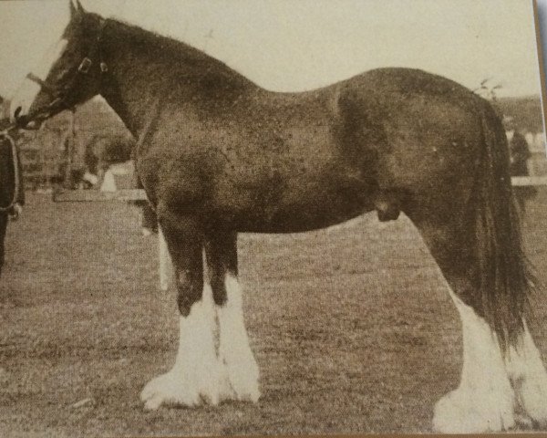 Deckhengst Lord Willingdon (Clydesdale,  )