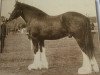 Deckhengst Lord Willingdon (Clydesdale,  )