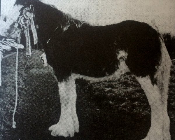 Zuchtstute Lagavar Blossom (Clydesdale, 2004, von Carnaff Inspiration)