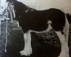 broodmare Lagavar Blossom (Clydesdale, 2004, from Carnaff Inspiration)