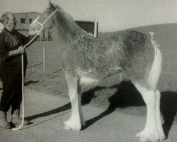 broodmare Kypehall Mistina (Clydesdale, 2003, from Millisle Perfection)