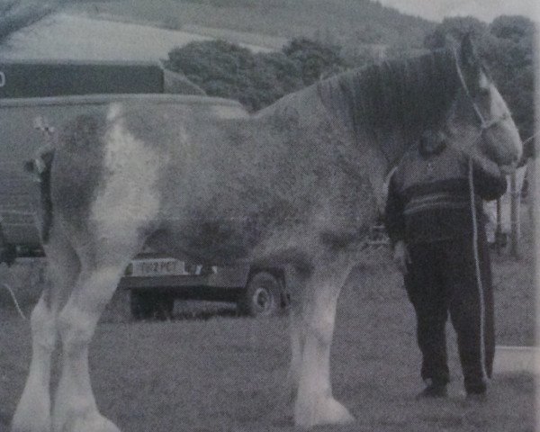 broodmare Kypehall Misty (Clydesdale, 1999, from Dillars Leader)