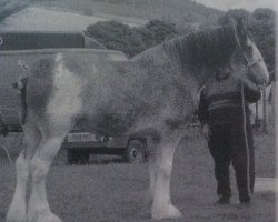 Zuchtstute Kypehall Misty (Clydesdale, 1999, von Dillars Leader)