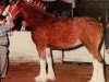 Zuchtstute Karvelton Dawn (Clydesdale, 1995, von Thistle Ridge Argyll Teddy)