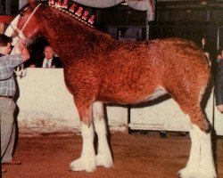 Zuchtstute Karvelton Dawn (Clydesdale, 1995, von Thistle Ridge Argyll Teddy)