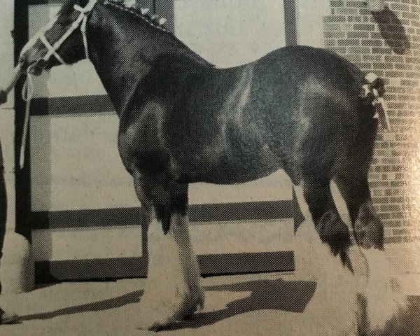 stallion Jonesway Castle Rudy (Clydesdale, 1982, from Northumberland Castle)