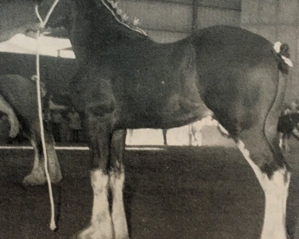 Deckhengst Jonesway Country Squire (Clydesdale, 1986, von Bardrill Prince of Wales)