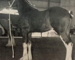 stallion Jonesway Country Squire (Clydesdale, 1986, from Bardrill Prince of Wales)