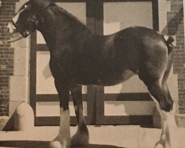 Zuchtstute Johnston Ann of Ceasar Last (Clydesdale, 1976, von Ceaser's Last)