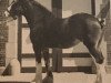 broodmare Johnston Ann of Ceasar Last (Clydesdale, 1976, from Ceaser's Last)