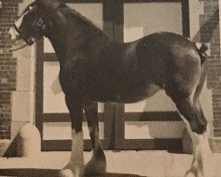 broodmare Johnston Ann of Ceasar Last (Clydesdale, 1976, from Ceaser's Last)