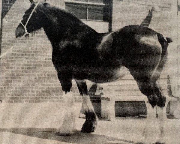 broodmare J-K Betty (Clydesdale, 1975, from Masterman)