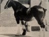 broodmare J-K Betty (Clydesdale, 1975, from Masterman)