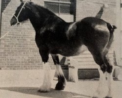 Zuchtstute J-K Betty (Clydesdale, 1975, von Masterman)