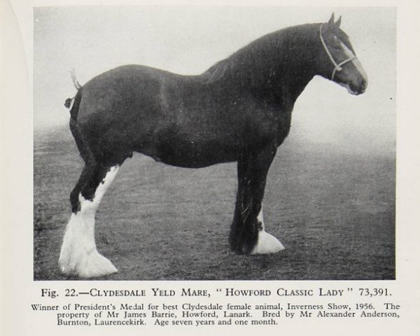 Zuchtstute Howford Classic Lady (Clydesdale, 1949, von Classic 24116)