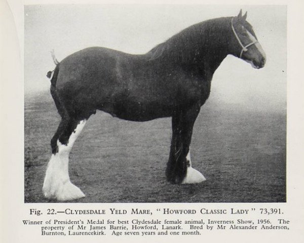 broodmare Howford Classic Lady (Clydesdale, 1949, from Classic 24116)