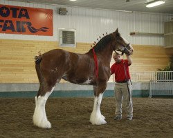 Zuchtstute Gregglea HC Pixie (Clydesdale, 2008, von Highfield Collessie)