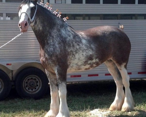 Pferd Gregglea HC Peyton (Clydesdale, 2008, von Highfield Collessie)