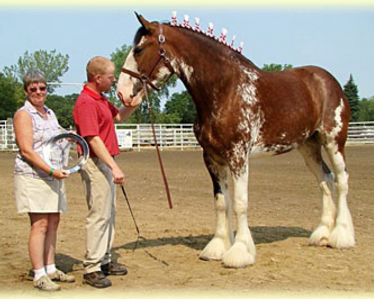 broodmare Gregglea HC Olivia (Clydesdale, 2007, from Highfield Collessie)