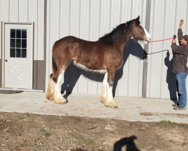 horse Gregglea Crushin' Katey (Clydesdale, 2017, from Hatfield Winchester)