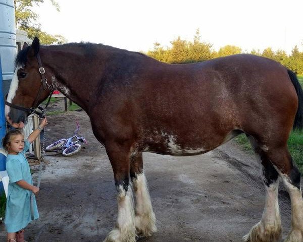 Zuchtstute Gregglea California Rhonda (Clydesdale, 2010, von California Canyon Merlin)