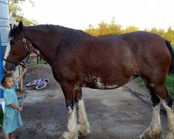 Zuchtstute Gregglea California Rhonda (Clydesdale, 2010, von California Canyon Merlin)