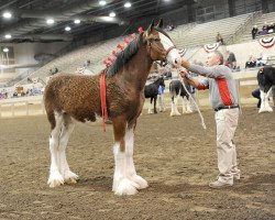 horse Gregglea Alamar Zach (Clydesdale, 2018, from Hatfield Winchester)