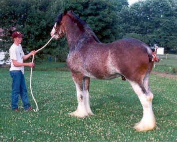 Deckhengst Jonesway Calendar Prince (Clydesdale, 1984, von Bardrill Prince of Wales)