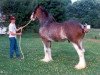 Deckhengst Jonesway Calendar Prince (Clydesdale, 1984, von Bardrill Prince of Wales)