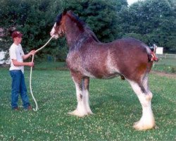 stallion Jonesway Calendar Prince (Clydesdale, 1984, from Bardrill Prince of Wales)