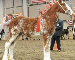 horse Gregglea Alamar Brandy (Clydesdale, 2018, from Hatfield Winchester)