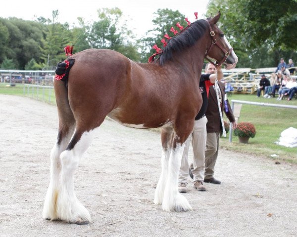 Pferd Gregglea Alamar Alice (Clydesdale, 2017, von Hatfield Winchester)