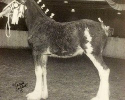 stallion Gregghall Independant Prince (Clydesdale, 2002, from Collessie Independent)