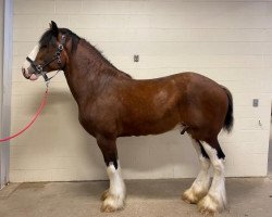 horse Freedom Majestic Benjie (Clydesdale, 2017, from Freedom Royal Majestic)