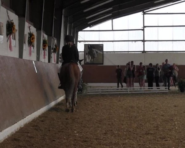 Reitturnier Datteln 2015