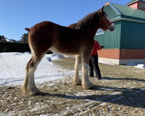 Pferd Freedom Lochy Victorias Secret (Clydesdale, 2017, von Old Greenlaw Lochy)