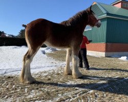 horse Freedom Lochy Victorias Secret (Clydesdale, 2017, from Old Greenlaw Lochy)