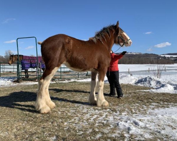 Pferd Freedom Lochy Enchantress (Clydesdale, 2017, von Old Greenlaw Lochy)