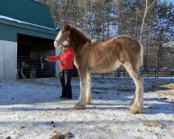 Pferd Freedom Lochy Cinderella (Clydesdale, 2018, von Old Greenlaw Lochy)